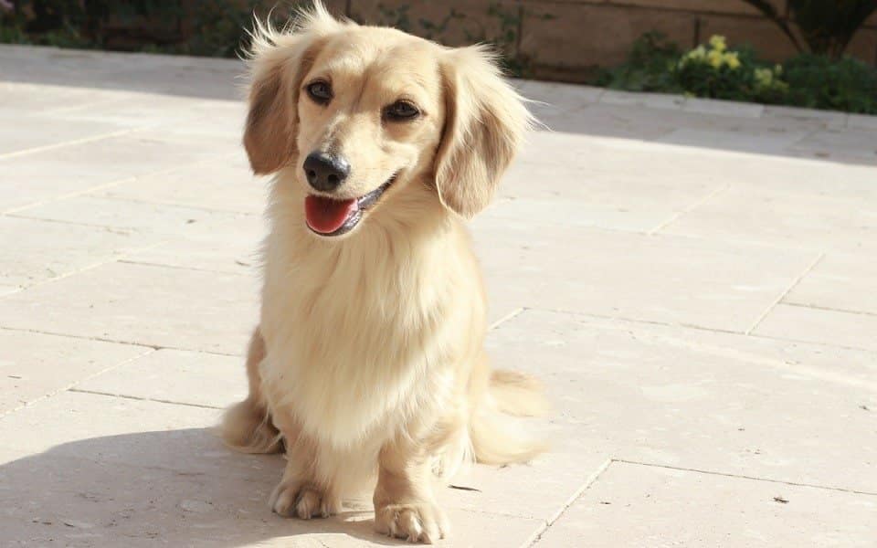 English Cream Dachshund