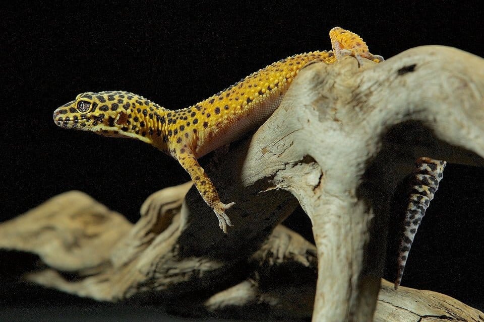 Leopard Geckos low-maintenance pets