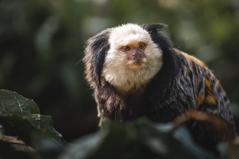 Marmosets Monkeys
