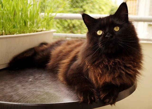 cat Training and Behavior