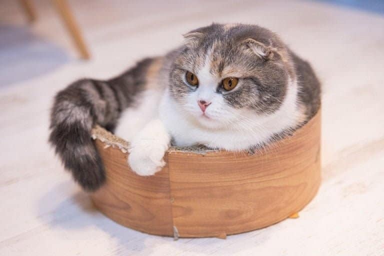 Scottish Fold Munchkin cat
