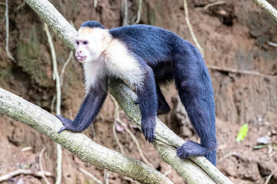 Capuchin Monkeys