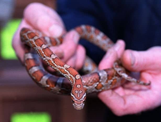 Corn Snakes
