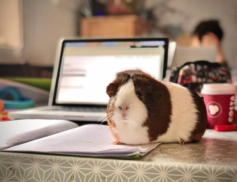 Guinea Pigs low-maintenance pets