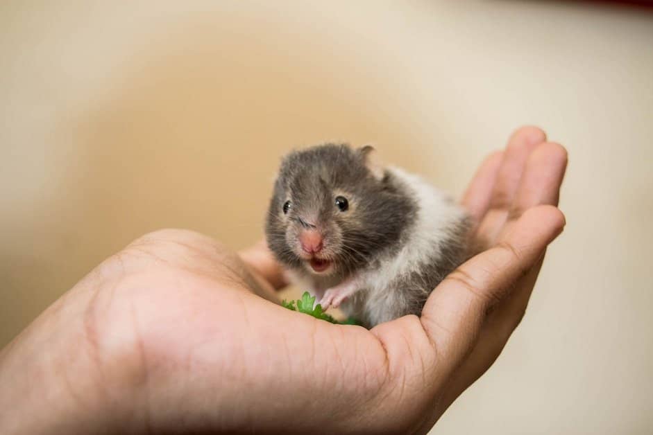Hamsters low-maintenance pets