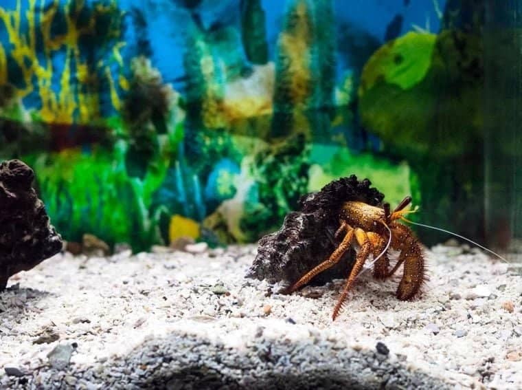 Hermit Crabs