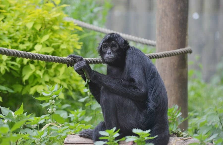Spider Monkeys
