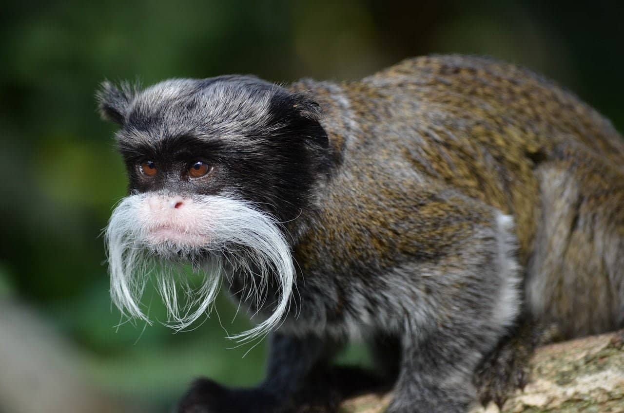Tamarins Monkeys