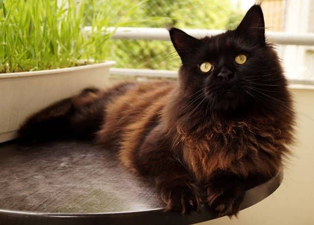 cat Training and Behavior