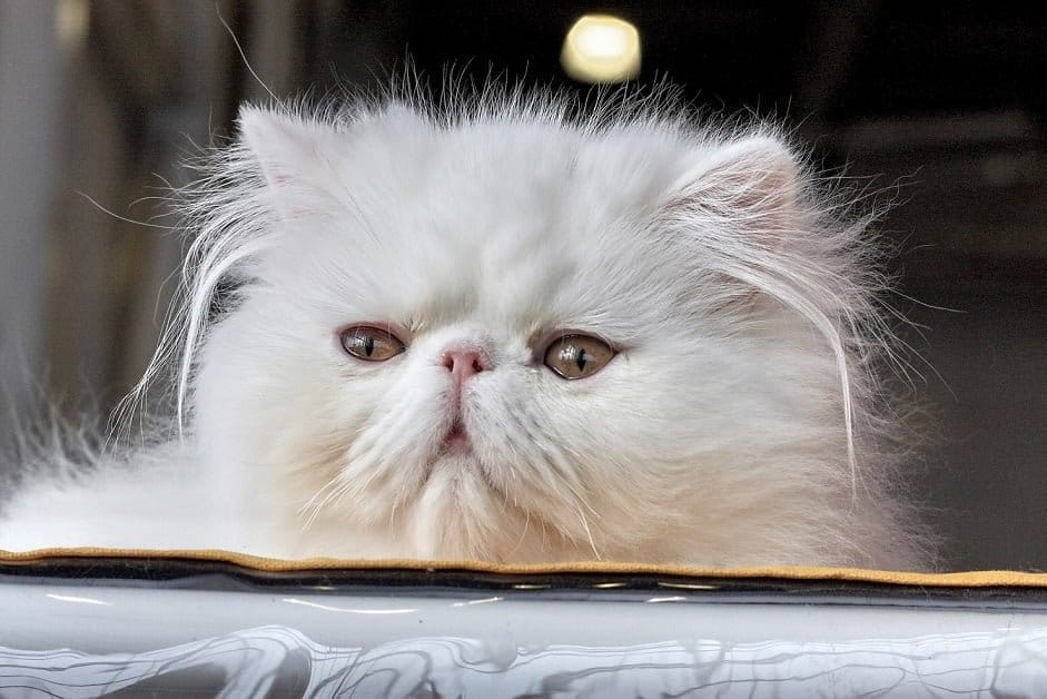 Adorable cat