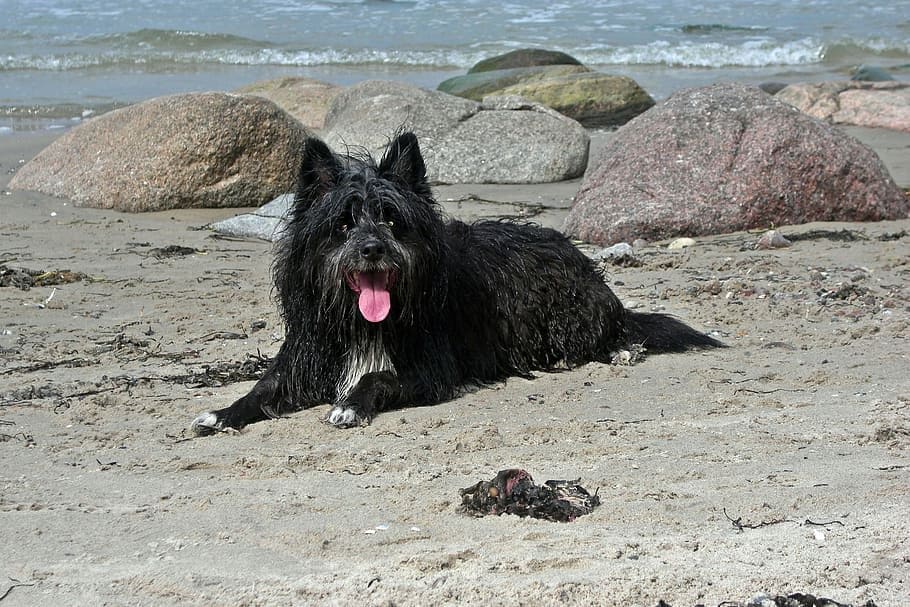Newfiedoodle dog