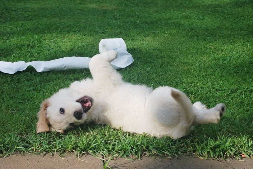 Puppy playtime