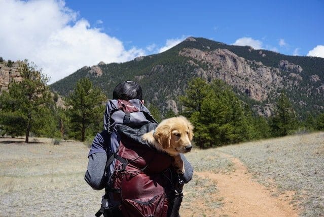 dog Hiking