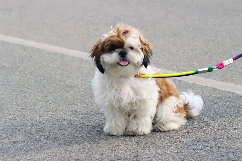 Shih Tzu