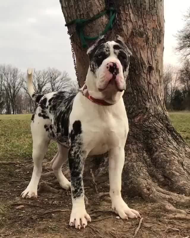 American Mastiff Dog