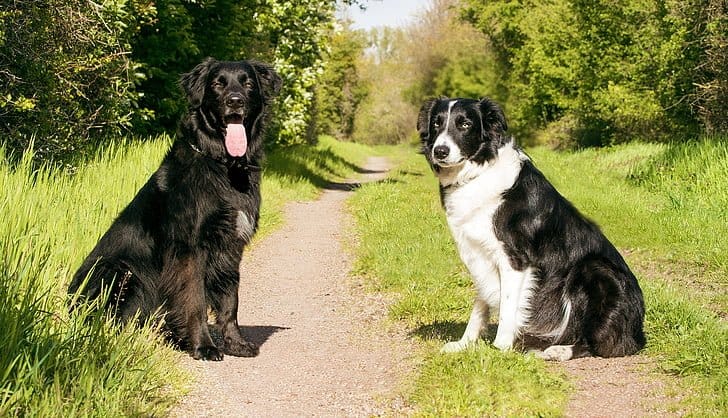 Black Golden Retriever vs Other Dogs