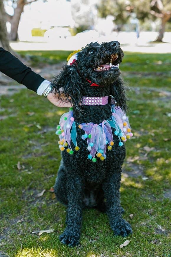 Black Labradoodle Dog