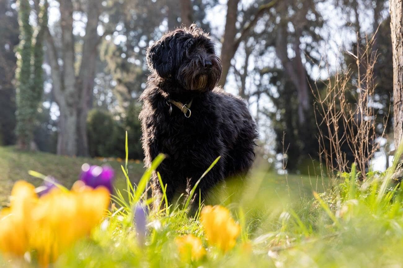 Black Labradoodle 