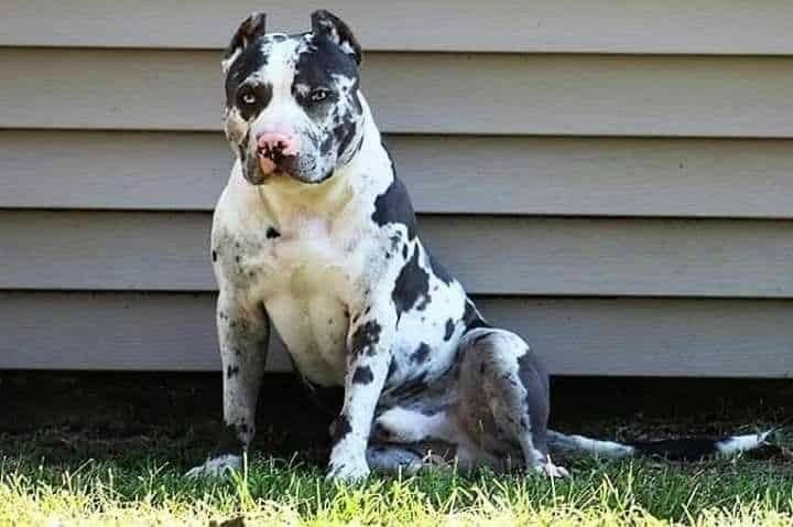 american mastiff 