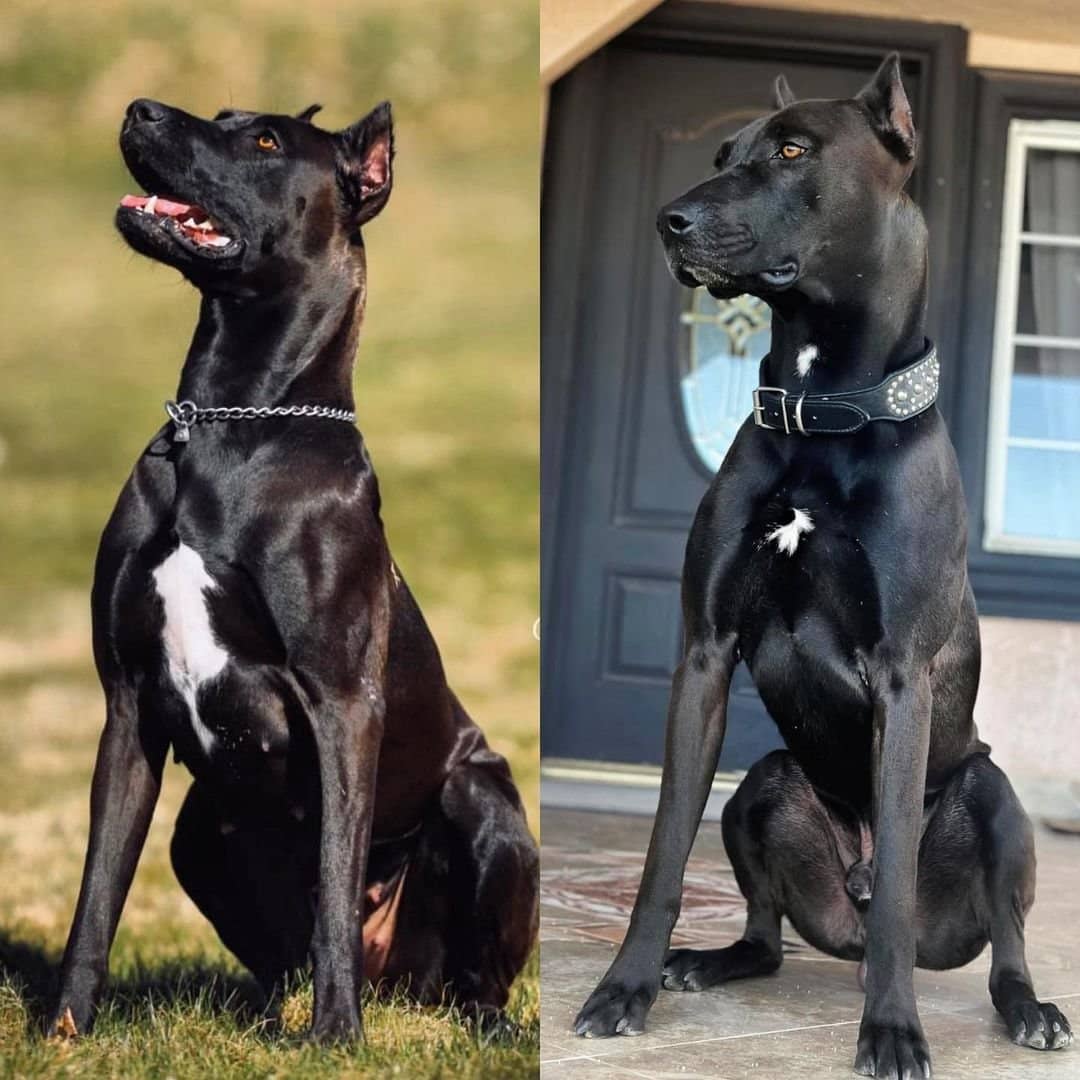 Canis Panther Dog