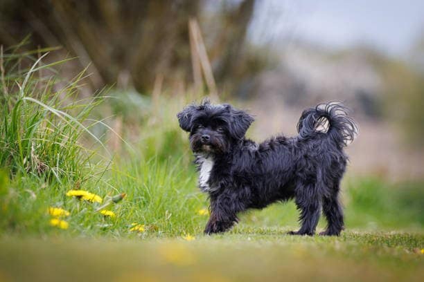 a cute little black bolonka