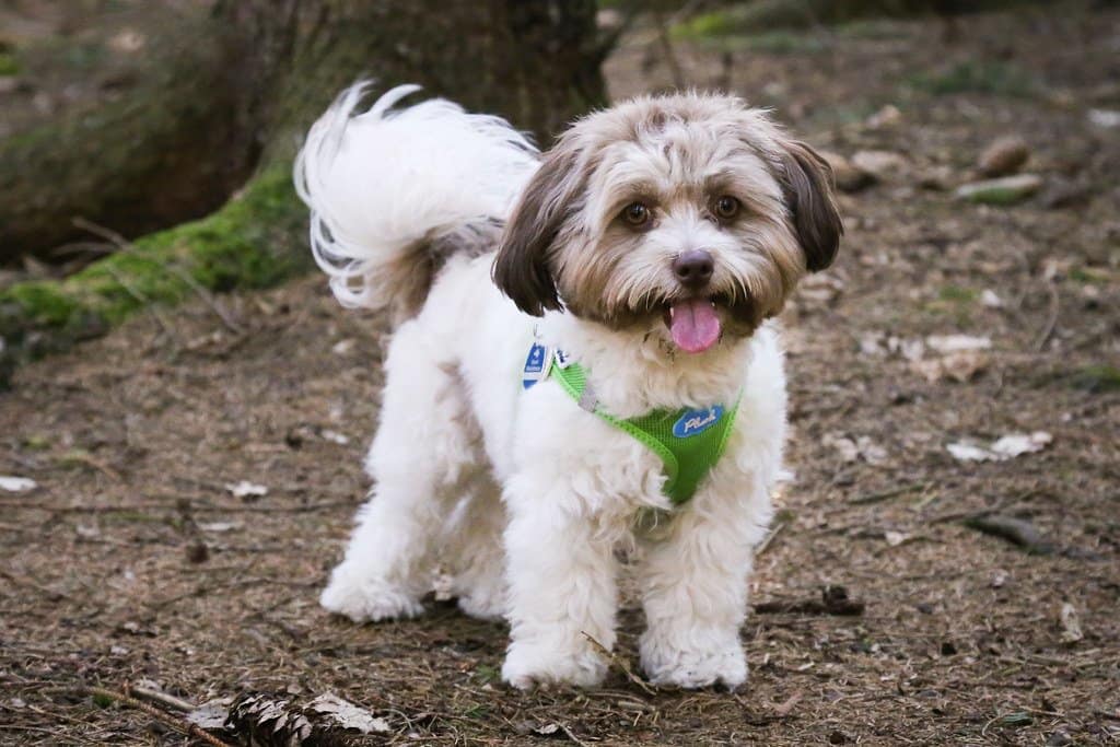 bolonka puppy