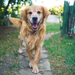 Tips to Improve Your Pet's Health