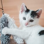 5 DIY Cat Toys Your Pet Will Love