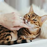 Essential Tips for Raising a Happy and Healthy Pet Cat
