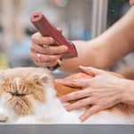 Pet grooming at home