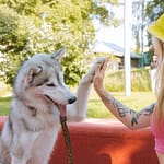 Tips for Pet Training