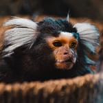 pet monkey