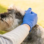 Dog First Aid Essential Home Emergency Handling