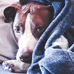 Helping Your Dog Overcome Fear and Phobias