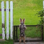 Safe Outdoor Space for Your Dog Tips for a Dog-Friendly Yard