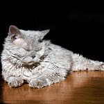Selkirk Rex Cat Breed Curly Hair Cat with Unique Look