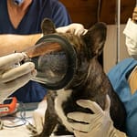 Why Pet Microchipping is a Must An In-Depth Overview
