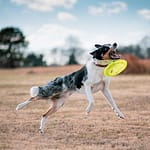 Frisbees for Dogs