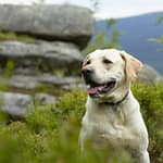 Grand Teton National Park Dog-Friendly