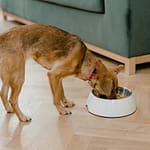 Helping Your Picky Eater Dog