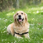 Labrador Retriever Exercise Keeping Your Dog Happy and Healthy