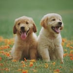 Labrador Retriever Puppy for Your Family