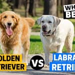Labrador Retrievers vs. Golden Retrievers
