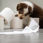 Puppy Bathroom Habits How Often Do Puppies Poop