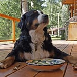 Does Your Dog Eat Too Fast? Top 5 Slow Feeder Dog Bowl