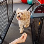 Dog Treadmill: Effective Exercise Solution for Busy Pet Owners