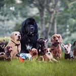 Ultimate Guide to Dog Breeds Discovering Various Types of Dog