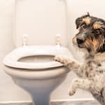 10 Effective Tips for Toilet Training Puppies