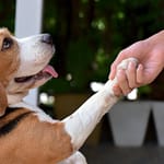 Impressive Dog Tricks Simplified for Home Training