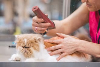Pet grooming at home